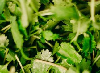 Boost je gezondheid: ontdek Shilajit Mumio en liposomale vitamine C